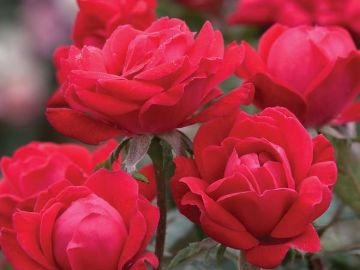 Double Knock Out Rose