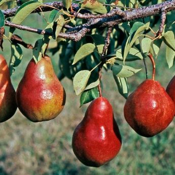 Red Pear Trees