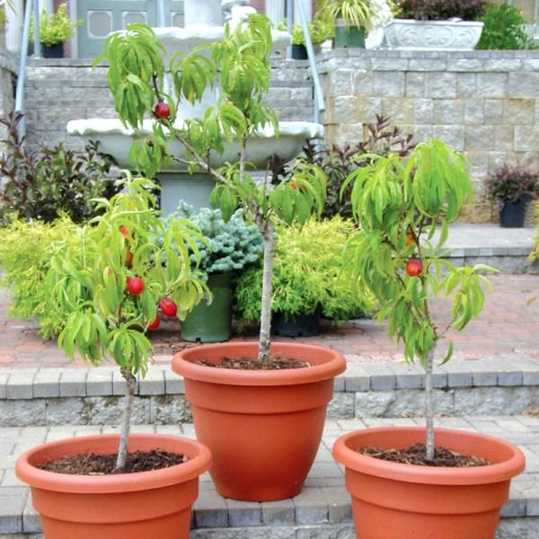 Stark® HoneyGlo™ Miniature Nectarine Nectarine Trees Stark Bro's