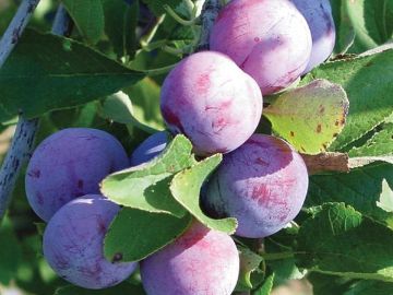 Damson Fruit Trees : Jam Session: Damson Plums - Milkwood: permaculture courses ... : The damson or damson plum (prunus domestica subsp.