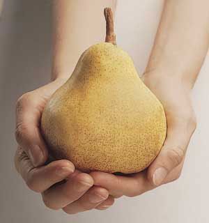 Photo of Stark® Jumbo Pear Tree