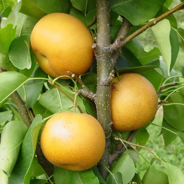 Asian Pear Dwarf Tree 105
