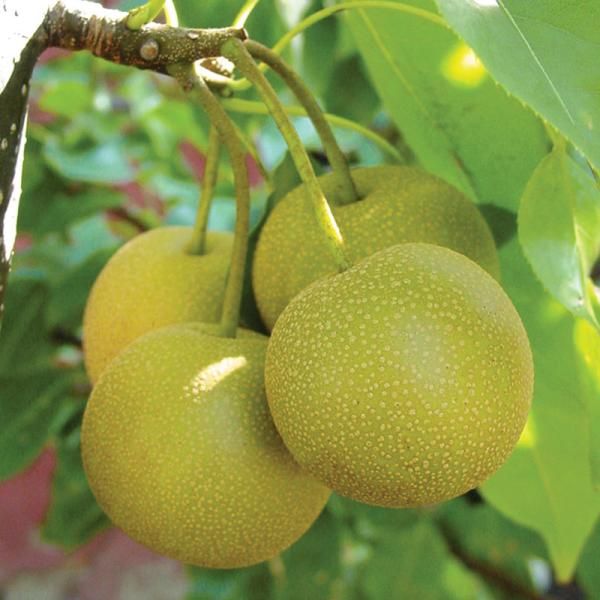Asian Pear Dwarf Tree 56