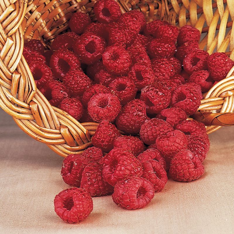 Fall Red Everbearing Raspberry Raspberry Plants Stark Bro's