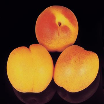Photo of Sungold Apricot Tree