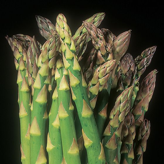 Photo of Asparagus Plant Collection