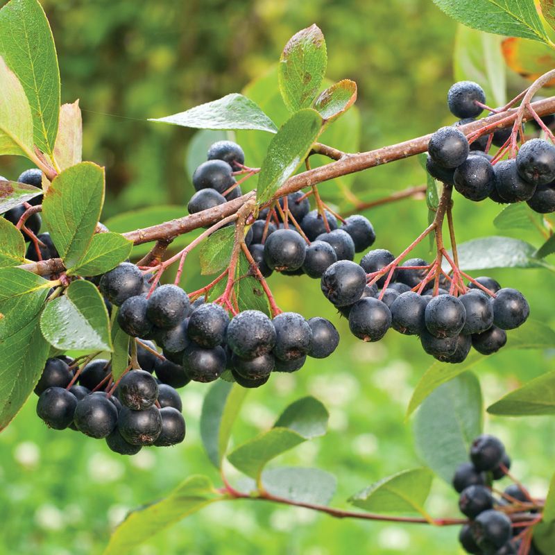 Viking Aronia Berry Aronia Berry Plants Stark Bro�s