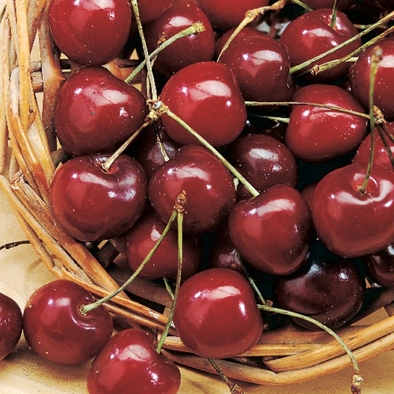 Bing Cherry Cherry Trees Stark Bro's