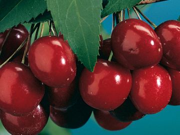black tartarian cherry cherry trees stark bro s black tartarian cherry pollination chart
