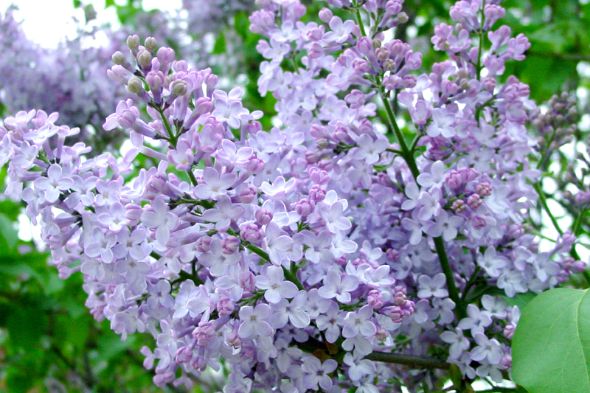 Lilacs