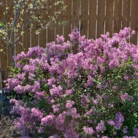 Photo of Bloomerang® Purple Lilac