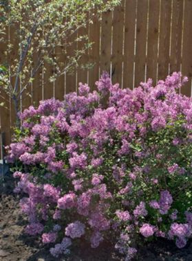 Photo of Bloomerang® Purple Lilac