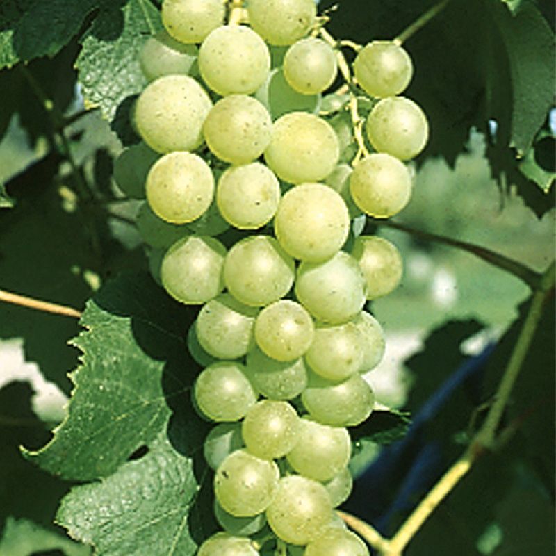 Popular Seedless Grape Vine Collection Grape Vines Stark Bro's