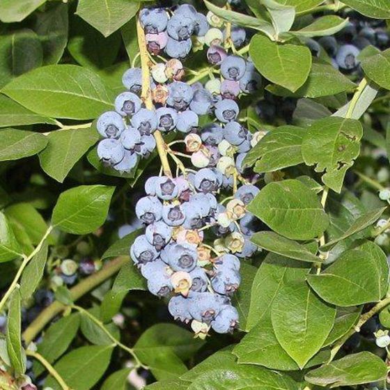 Photo of Jersey Blueberry Plant