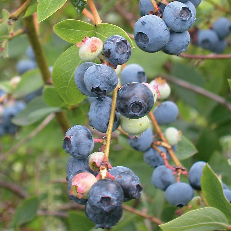 Elliott Blueberry Blueberry Plants Stark Bro's