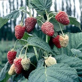 Photo of Joan J Primocane Red Raspberry Plant