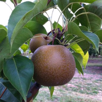 Asian Pear Trees