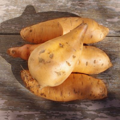 Photo of Vardaman Sweet Potato Plant