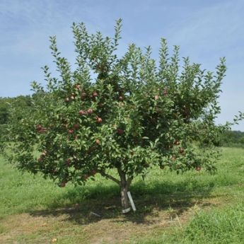 Semi-Dwarf Apple Trees