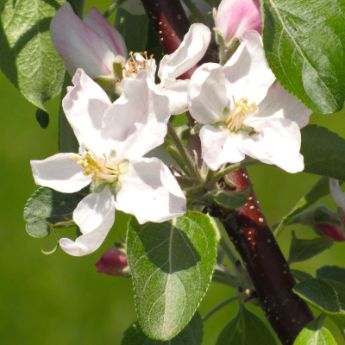 Self-Pollinating Apple Trees