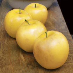 This item grows well in zones 4 - 9. View this product for details about its characteristics and for care and maintenance instructions. Stark® Golden Delicious Apple