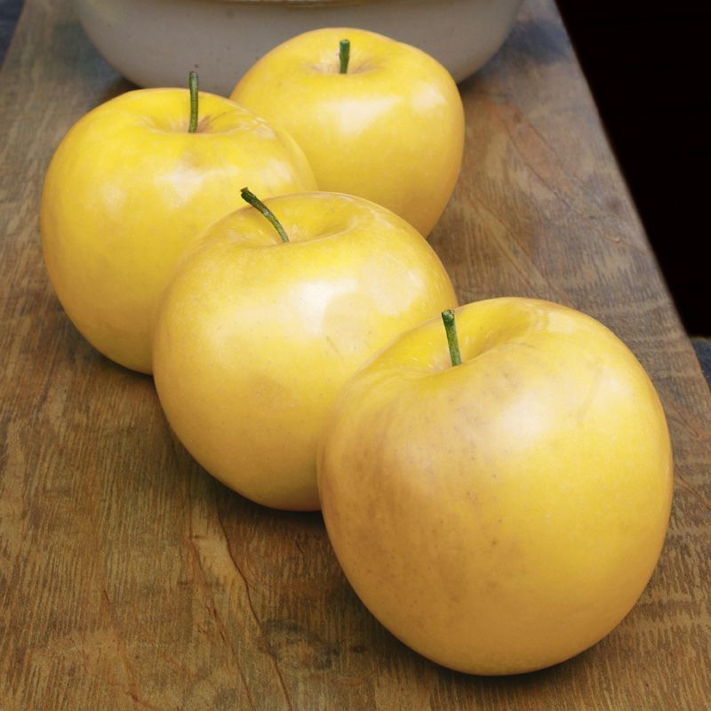 Stark® Golden Delicious Apple Tree A Stark Bro's Exclusive