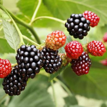 Thornless Blackberries