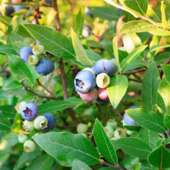 Southern Highbush Blueberry