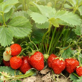 June Bearing Strawberries