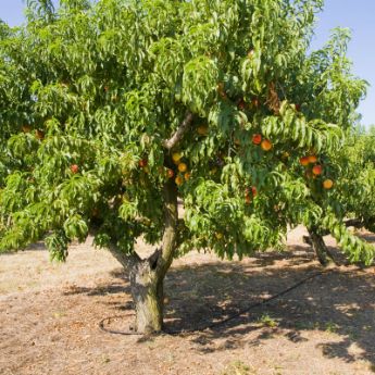 Standard Peach Trees