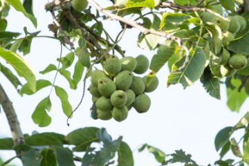 Walnut Trees