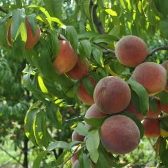 Heirloom Peach Trees