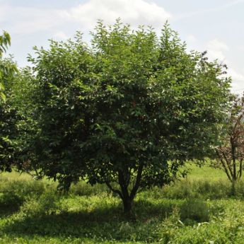 Semi-dwarf Cherry Tree