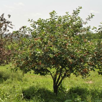 Dwarf Cherry Tree