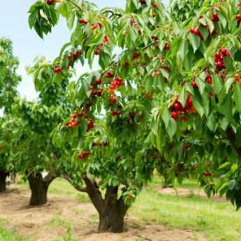 Standard Cherry Trees