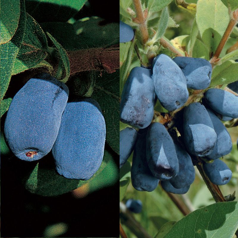 Blue Honeyberry Plant Collection Honeyberry Plants