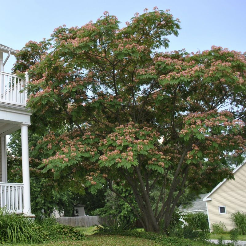 E H Wilson Mimosa Tree from Stark Bro's Mimosa Trees For Sale