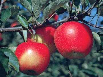 Jonagold Apple