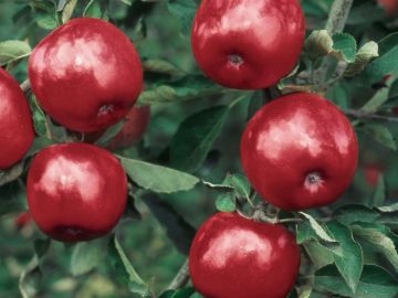 Starkspur® Winesap Apple