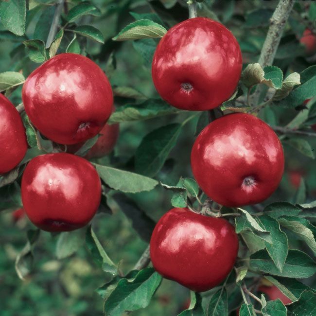 Starkspur® Winesap Apple Apple Trees Stark Bro's