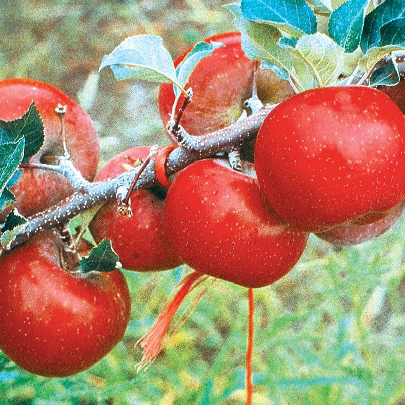 Red Fuji Apple Apple Trees Stark Bro's