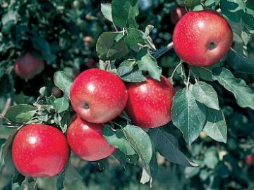 Starkspur® Winesap Apple