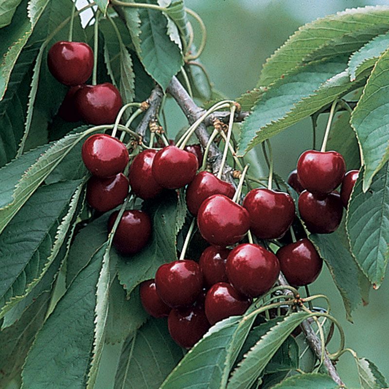 Blackgold® Sweet Cherry Cherry Trees Stark Bro's