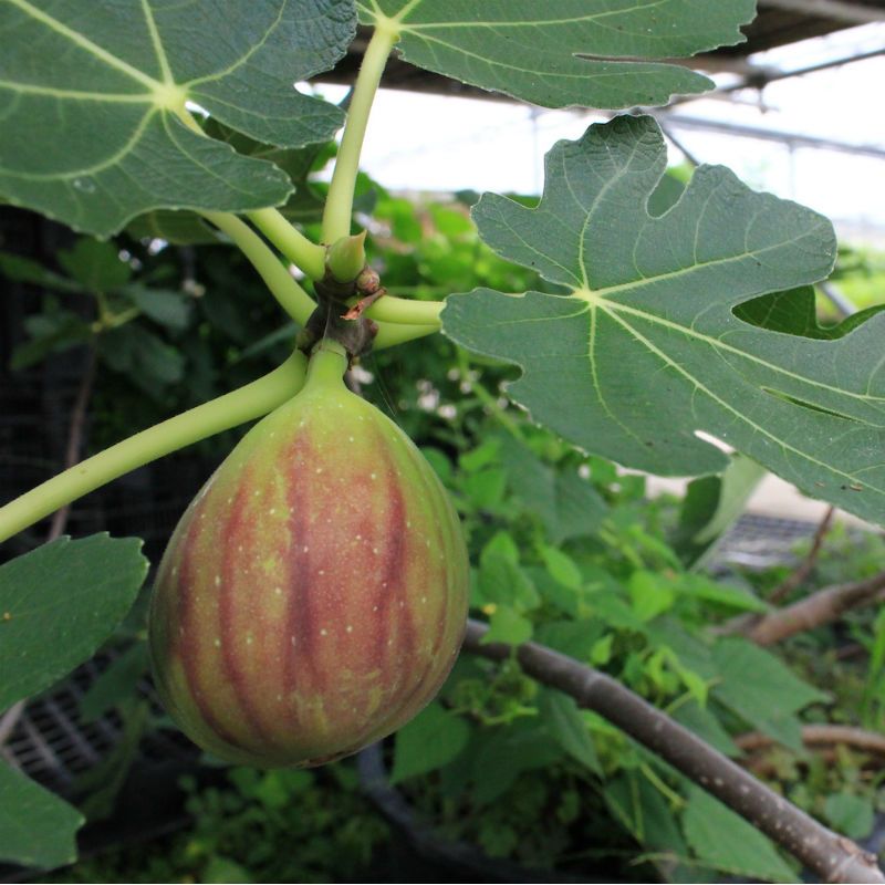 LSU Purple Fig Fig Trees Stark Bro's
