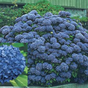 Photo of Dooley™ Blue Hydrangea