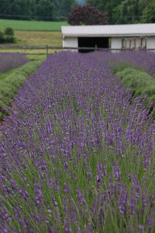 Phenomenal Lavender Herbs Stark Bro's