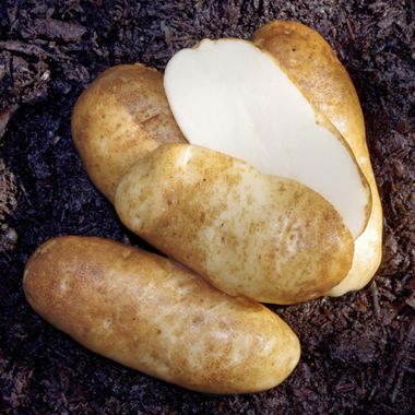 Photo of Russet Burbank Seed Potato
