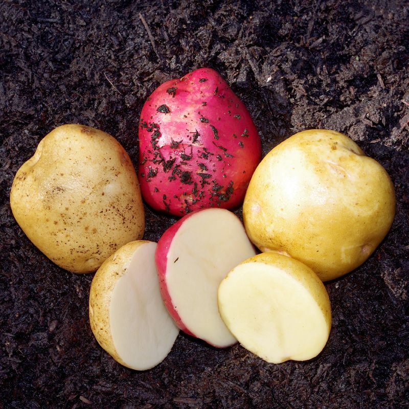 EarlySeason Certified Seed Potato Collection Certified Seed Potatoes