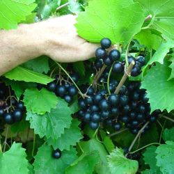 muscadine grapes muscadine grape vines from stark bro s muscadine grapes muscadine grape vines from stark bro s