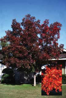 Photo of Autumn Purple® Ash Tree